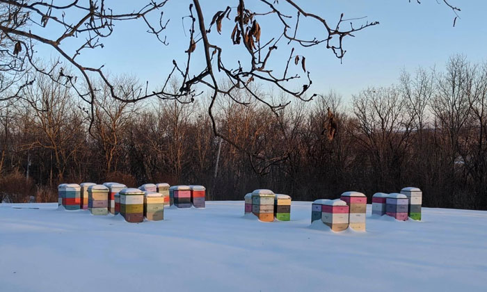 Beekeeper Shares What Bees Do To Stay Warm During Winter Because They Don’t Hibernate