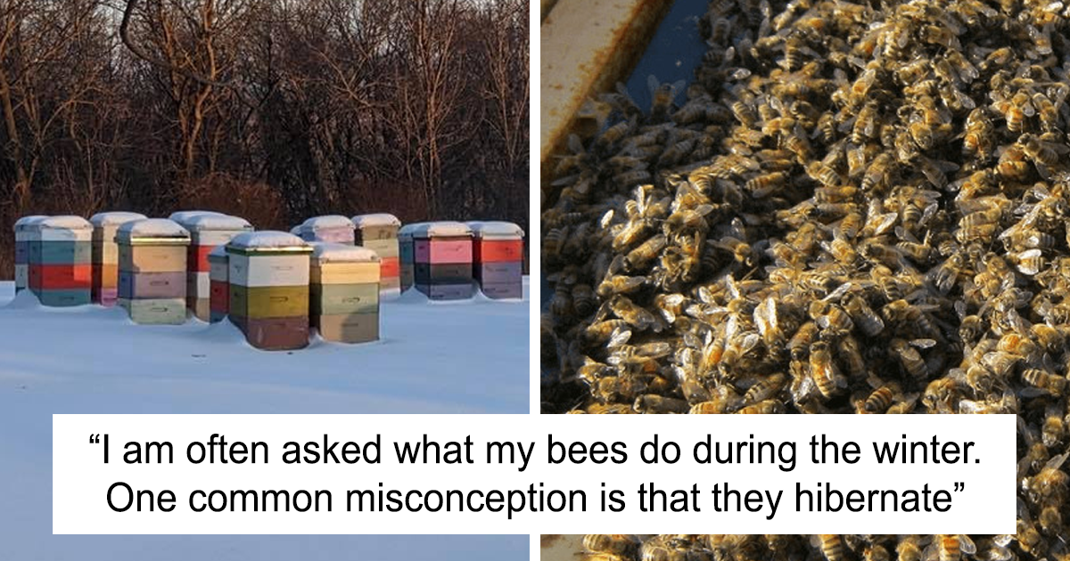 "A Common Misconception Is That They Hibernate": Beekeepers Explain What Bees Do During Winter - Vimarsana News
