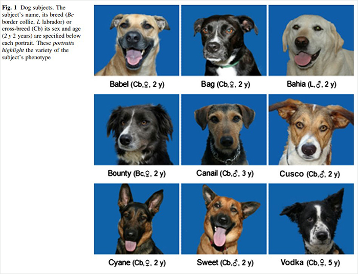 Researchers Try To Identify How Dogs Recognize Each Other, But Their Work Goes Viral For How Cute It Is