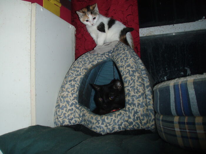Kitten Coffeecake Wanting To Be In The Pyramid Bed As Ariel Occupies It. "Get Out! It's My Turn."