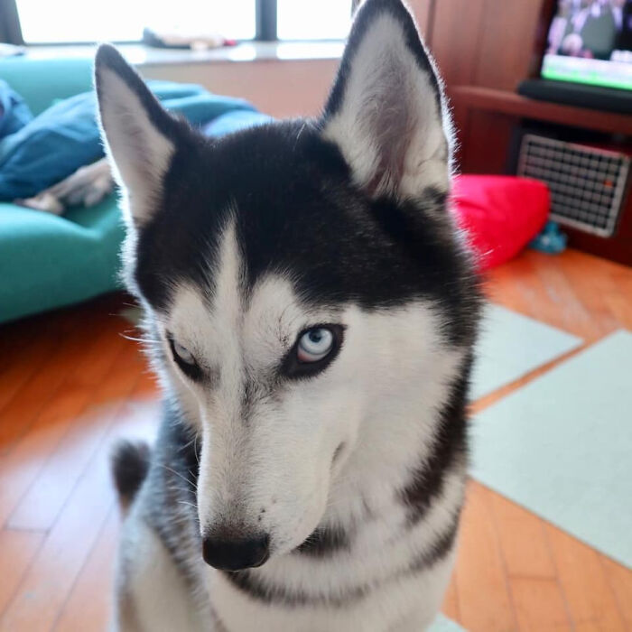 Over 50k People Have Fallen In Love With This Ridiculously Photogenic Husky Girl Named Honam (60 Pics)