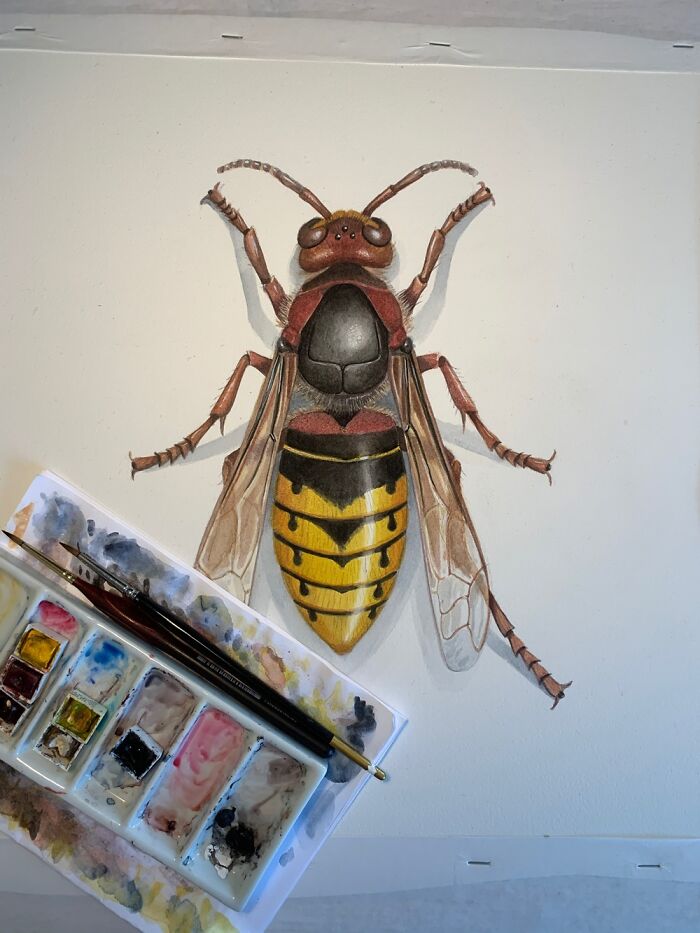 A Watercolor Painting Of A European Hornet.