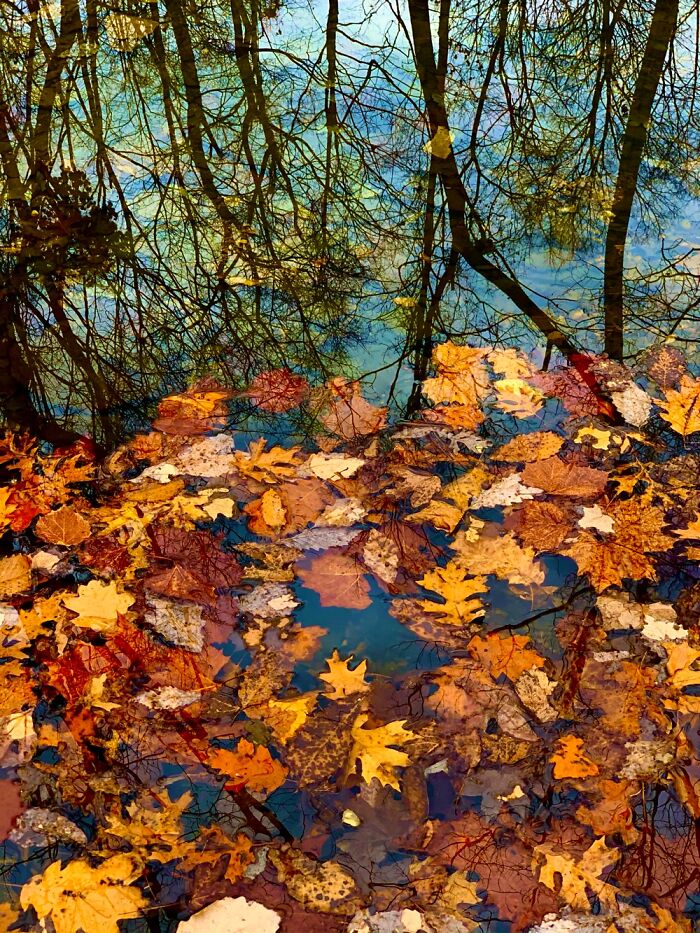 Leaves In Water