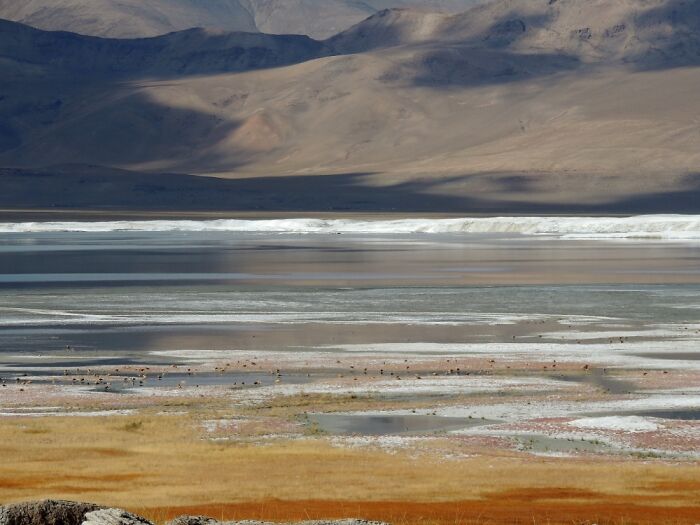 Tso Kar, Ladakh, India