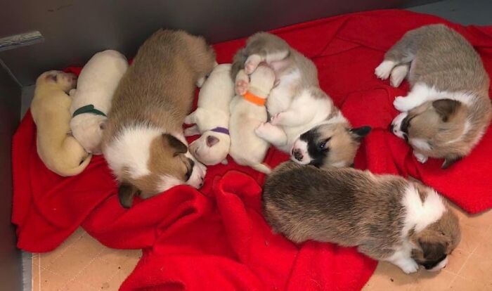 Corgi Mom Nurses Lab Pups After Mom Passes Away