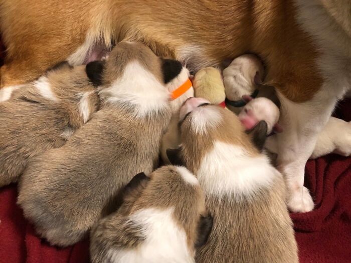 Corgi Mom Nurses Lab Pups After Mom Passes Away