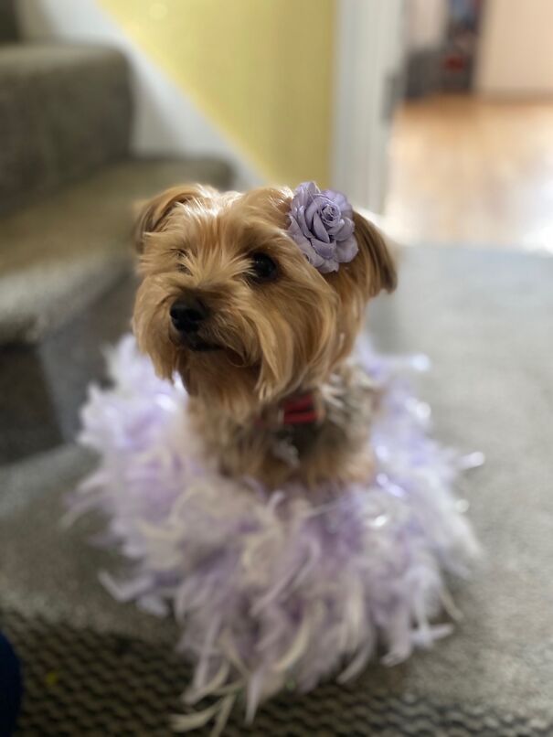 Moulin Rouge Yorkie!