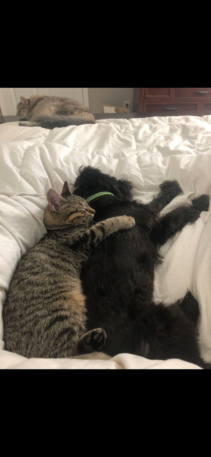 Big Spoon, Little Spoon. I Think My Cat Was Cold Because Any Other Time My Cat Despises My Dog.