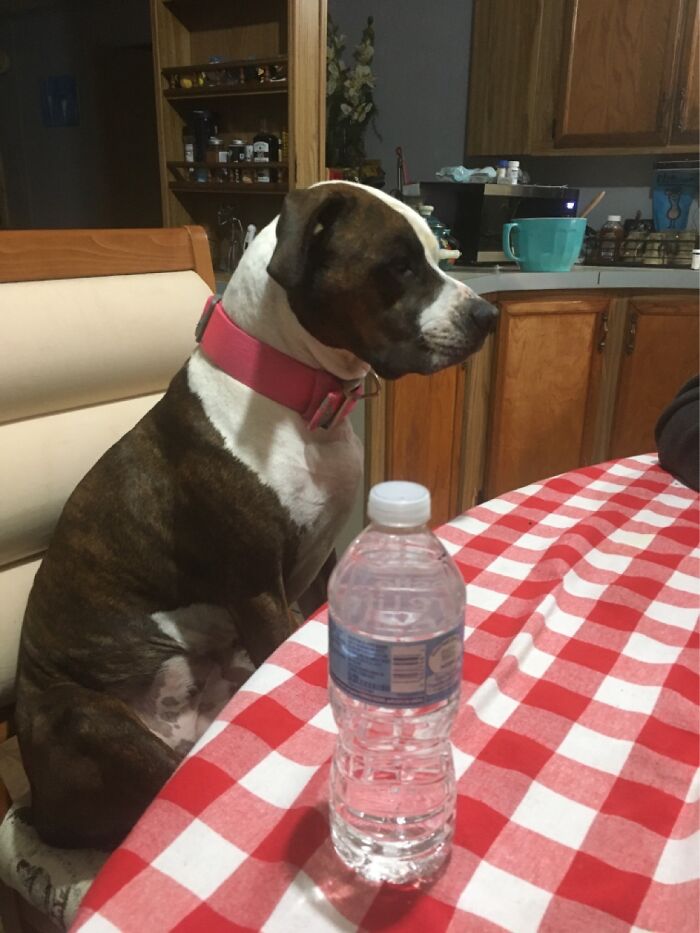She Hopes Every Day She Will Be Mistakenly Served A Dinner Plate