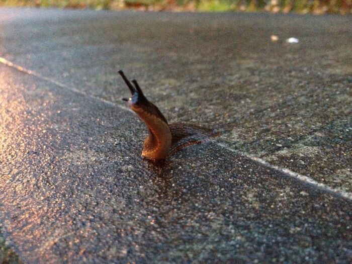 I Was Out For A Jog And Spotted This Curious Slug Checking Things Out...