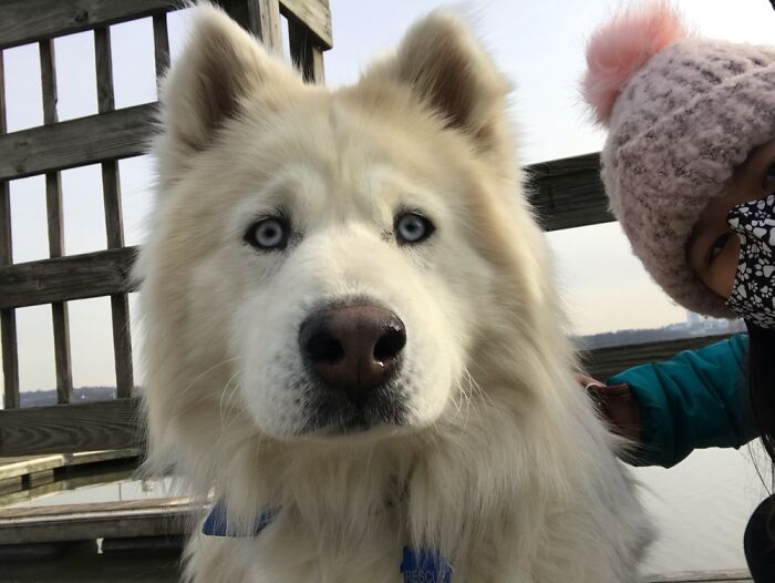This Is Finn, He Is A Husky And Samoyed Mix