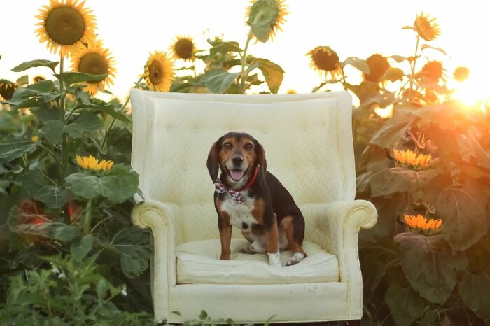 Dapper Charley Enjoying The Sunflowers And Sunset ❤️