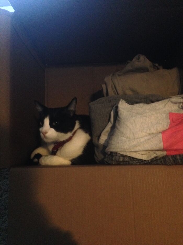 His Name Is Jack, And He Is In A Box. It’s Jack In A Box! He Also Has Been Featured Play In Bag