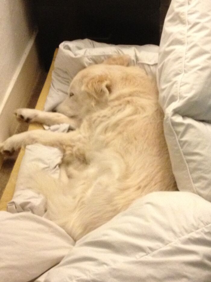 She Pulled The Feather Duvet Off The Bed, Onto Her Memory Foam Mattress For Extra Snuggle Value