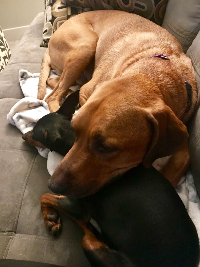 My Big Guy Slept Like This On Our Foster Pup. This Is When We Knew She Wasn’t Going Anywhere.
