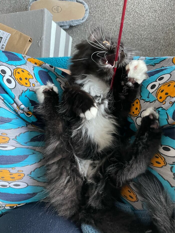 Maine Coon Kitten + Catnip = What Did You Expect?!