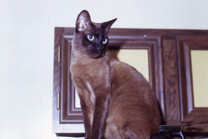 My First Cat Susie Wong. That's The Name She Came With. I Was Only Six When We Got Her.