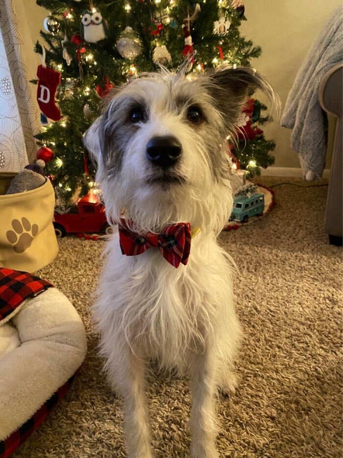 “Ready For Christmas. I’ve Been A Good Boy...”