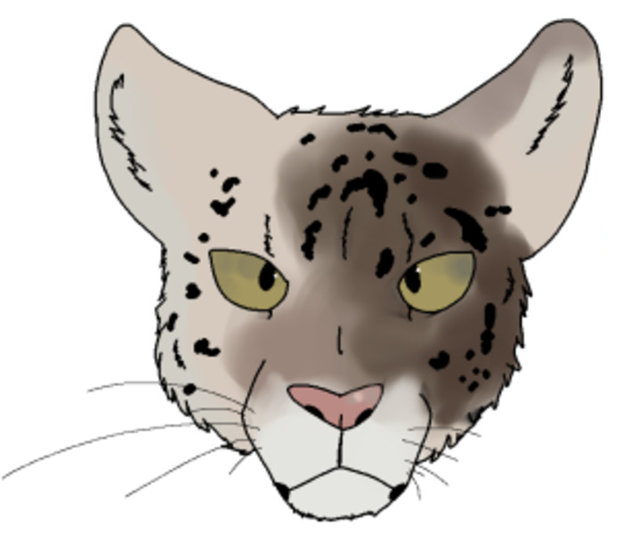Heres A Snow Leopard I Drew Last Year
