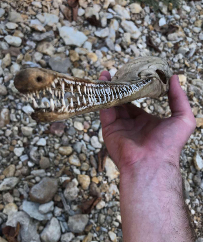 Alligator Gar Skull I Found While Hiking Today