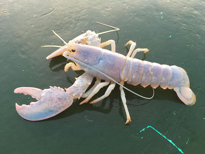 Rarest Of All Lobster Types, Albino One. Odds To Catch Him Are 1 In 100 Million