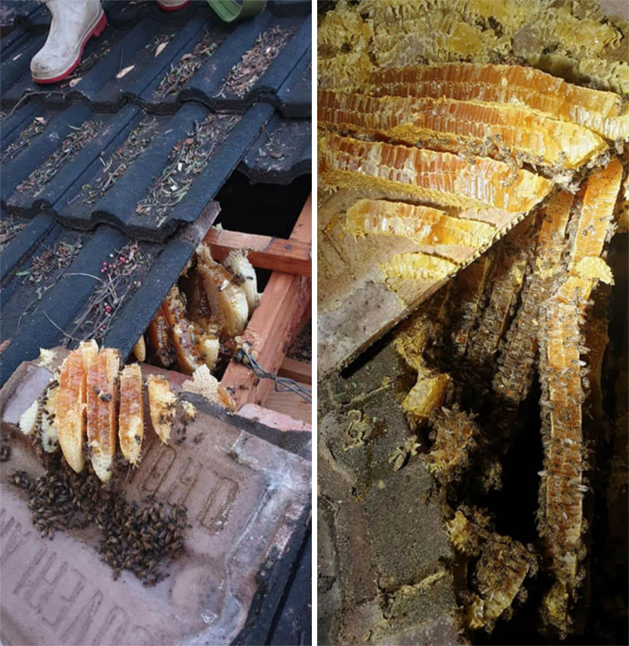 35 Pounds Of Honey Found In My Cousin's Roof