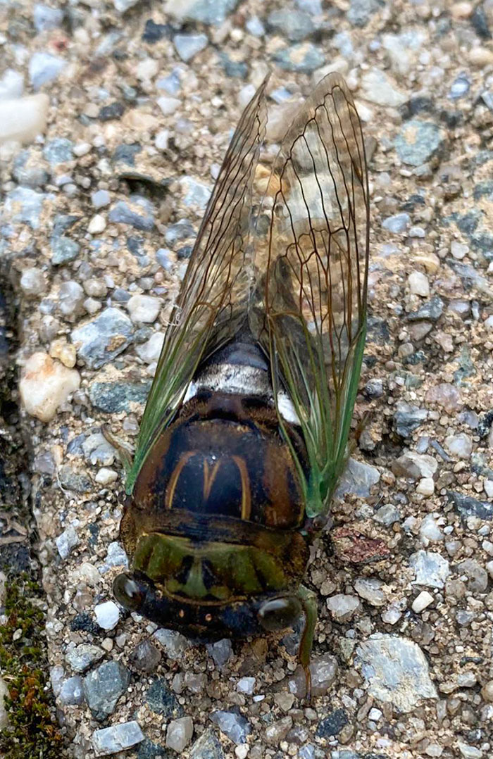 I Found A Cicada With The McDonald’s Logo On It