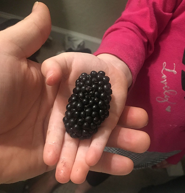 Daughter Found The Largest Blackberry I’ve Ever Seen