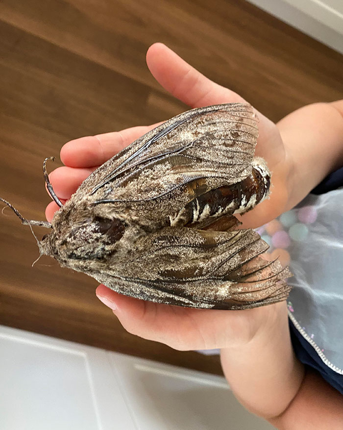 This 5-Inch Moth We Found In Our House Yard Today