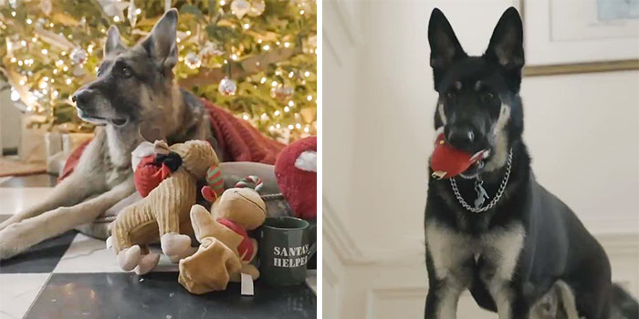 270K Twitter Users Are Adoring Joe Biden’s Dogs' Christmas Video