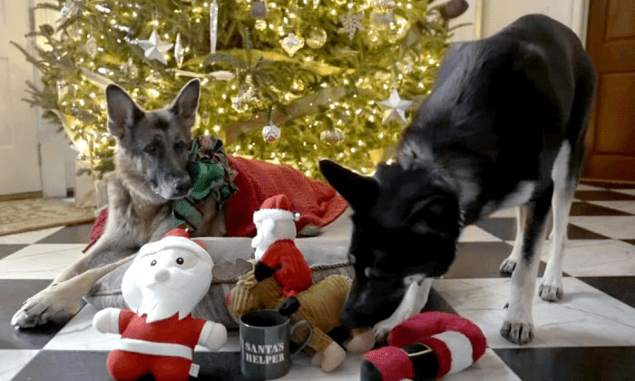 270K Twitter Users Are Adoring Joe Biden’s Dogs’ Christmas Video
