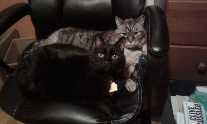 Bell And Kahlua, Bell Wanted The Chair, Kahlua Objected, Bell Won. Both Are 14