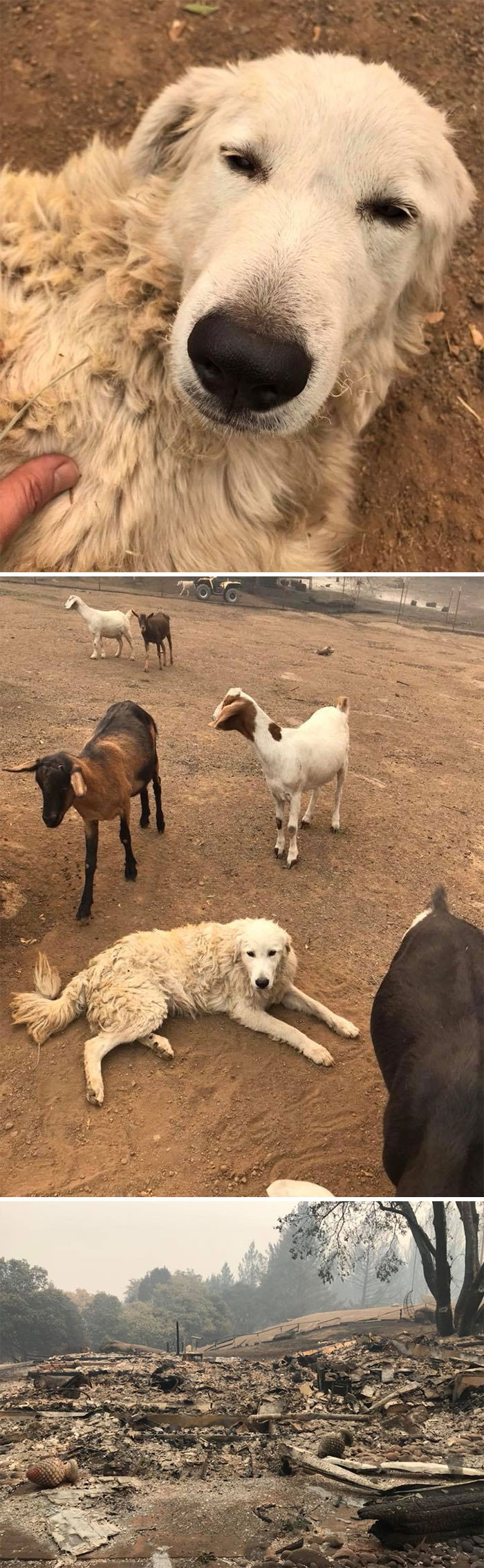 Un intrépido perro pastor de cabras llamado Odín se negó a abandonar su rebaño de cabras durante los mortíferos incendios forestales de California en 2017, mientras sus dueños corrían para ponerse a salvo. Días después, su familia regresó a su casa destruida y lo encontró a él y a las cabras con vida