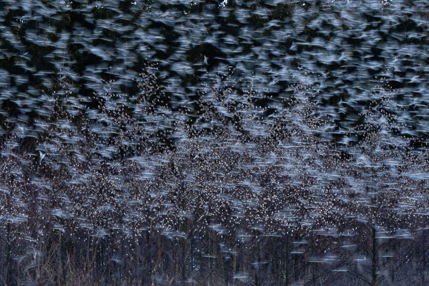 Category Birds: Winner 'Brambling Togetherness' By Andreas Geh
