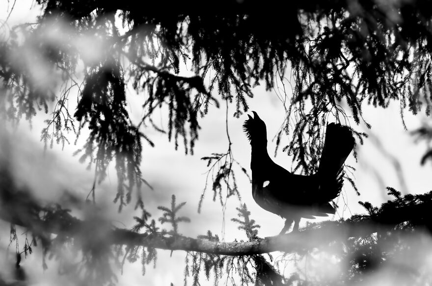 Category Yought 10-17 Years: Highly Commended, 'Capercaillie' By Levi Fitze