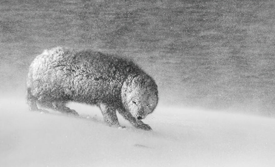 Category Black & White: Highly Commended, 'Caught In A Blizzard' By David Gibbon