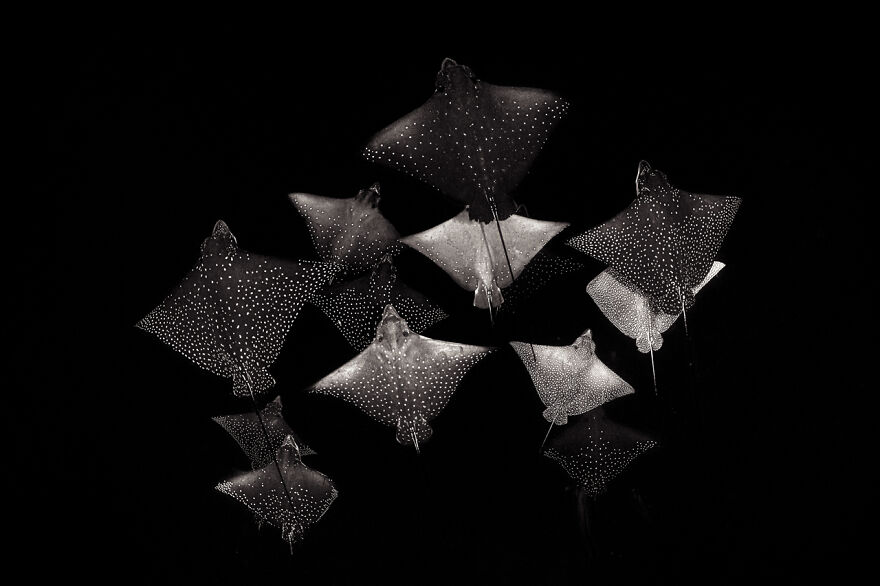 Category Black & White: Winner, 'Constellation Of Eagle Rays' By Henley Spiers