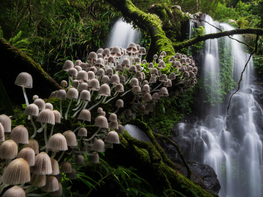 Category Plants And Fungi: Runner-Up, 'Enchanted Forest' By Kevin De Vree