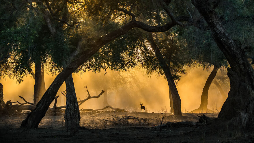 Category Mammals: Highly Commended, 'Golden Light With Impala' By Artur Stankiewicz