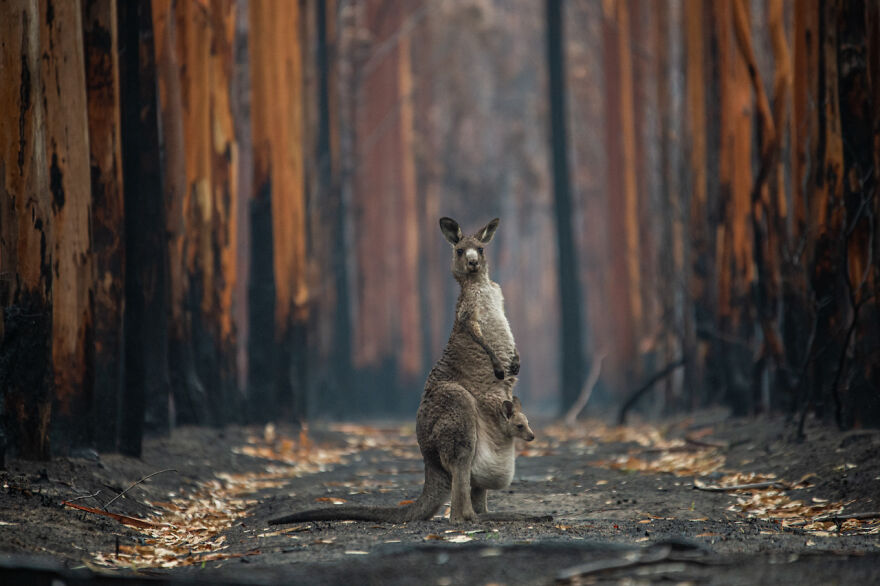 Category Man And Nature: Winner, 'Hope In A Burned Forest' By Jo-Anne Mcarthur