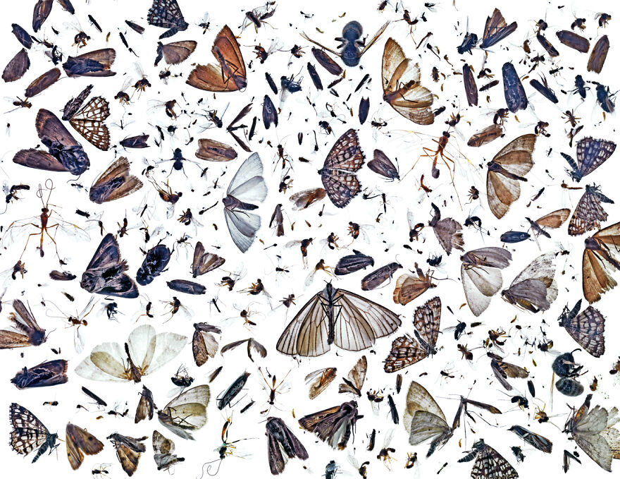 Category Natural Art: Highly Commended, 'Insect Diversity' By Pål Hermansen