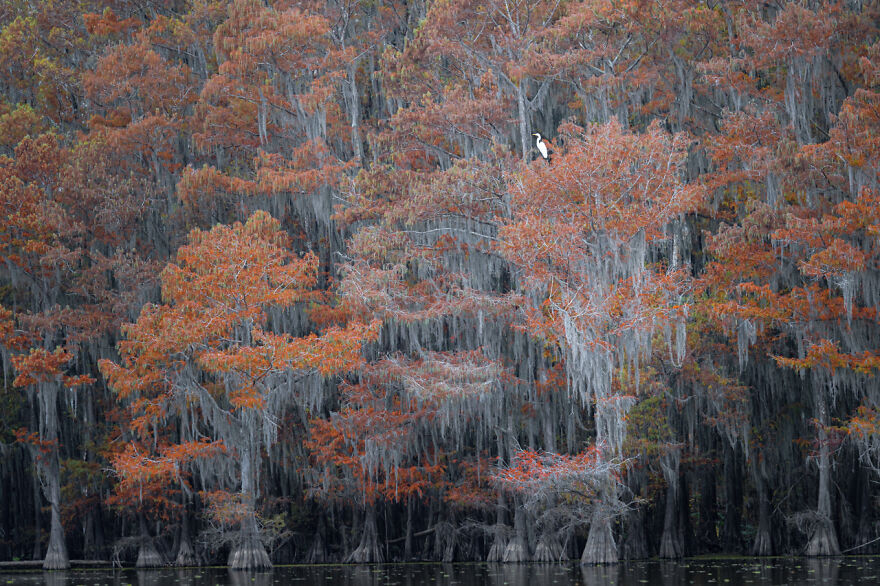 Category Birds: Highly Commended, 'Lone Egret Among Fall Colors Of The Cypress Swamp' By Rick Beldegreen