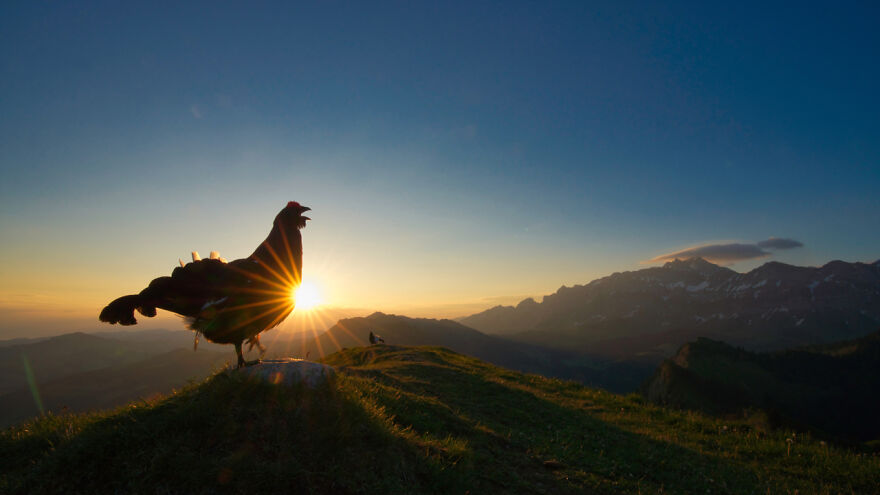 Category Yought 10-17 Years: Runner-Up, 'Morning Lek' By Levi Fitze