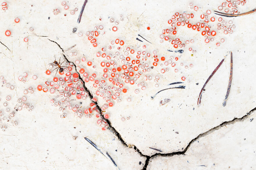 Category Other Animals: Highly Commended, 'Ant In Strange Landscape' By Paulien Bunskoek