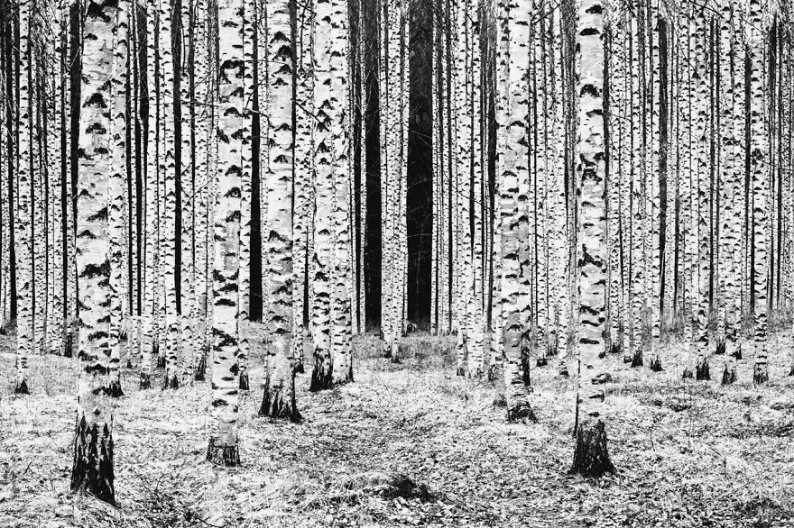 Category Black & White: Highly Commended, 'Birch Columns' By Kirsi Mackenzie