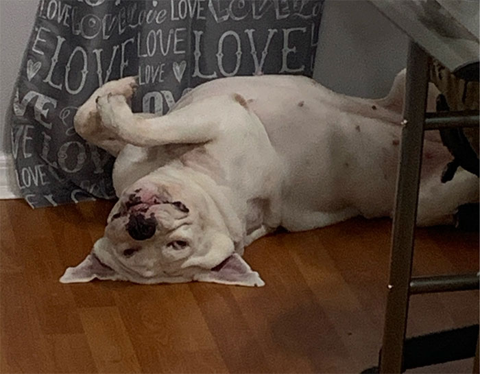 Post The Funniest Picture Of Your Pet! (Closed)