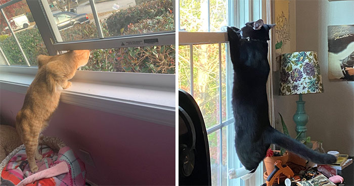 30 Photos Of Pets Being The Only Nosey Neighbors You Can’t Be Annoyed At