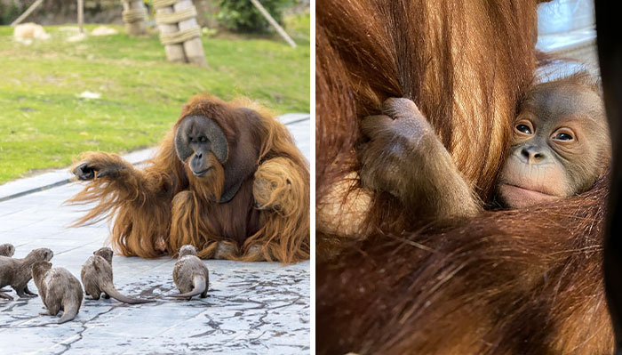 The Family Of Orangutans That Went Viral For Making Friends With Otters Now Celebrates The Birth Of Their “Oranguson”
