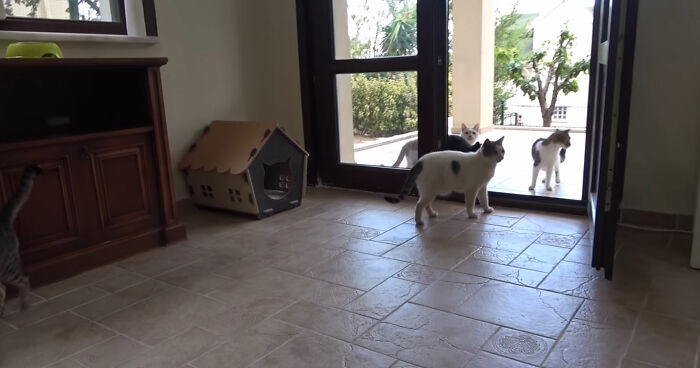 Viral Video Captures A Group Of Outdoor Cats Stepping Inside A House For The First Time In Their Lives