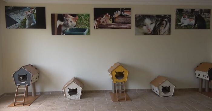 Viral Video Captures A Group Of Outdoor Cats Stepping Inside A House For The First Time In Their Lives